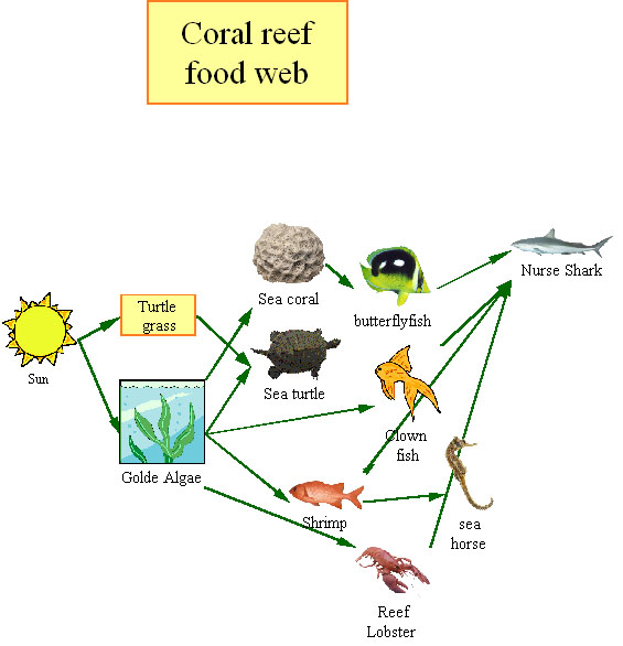 Coral Reef Food Web » food web